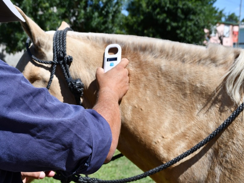 El municipio coloca microchips informáticos a equinos de la ciudad