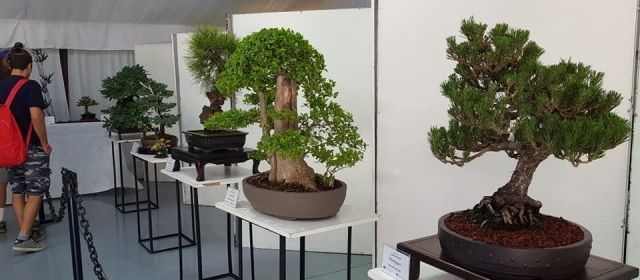Muestra de bonsai 