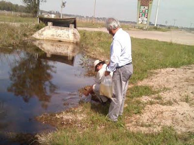 Siembra de peces para evitar larvas de mosquito