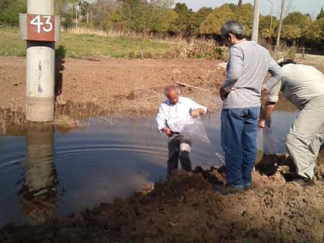 Siembra de peces para evitar larvas de mosquito