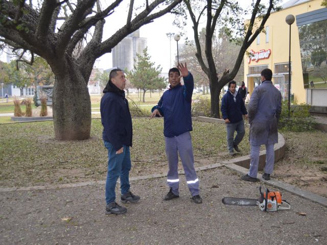 Poda en distintos sectores de la ciudad