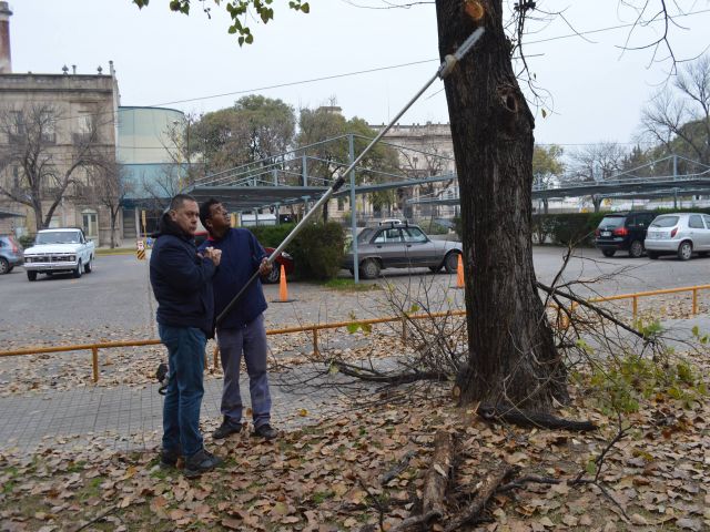 Poda en distintos sectores de la ciudad
