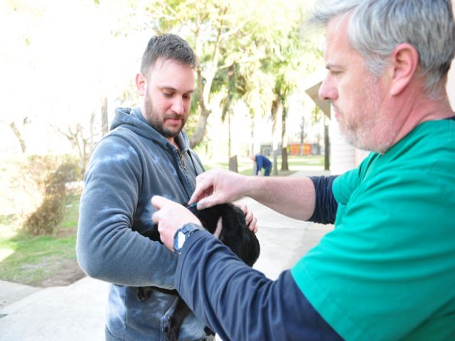 Ya son más de 700 mascotas vacunadas contra la rabia