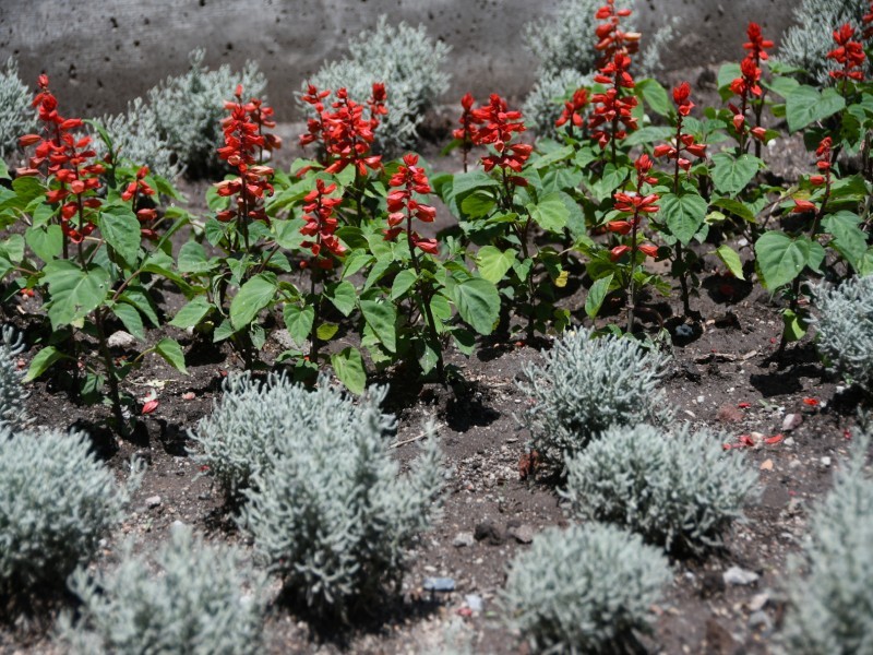 Con mayor parquización y un enfoque sustentable, el nuevo Centro Cívico reúne especies autóctonas, color y modernidad