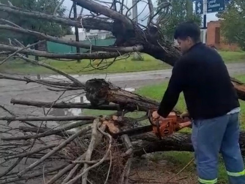 La Secretaría de Servicios Públicos trabajó en la poda de árboles dañados y en la remoción de aquellos derribados tras la tormenta
